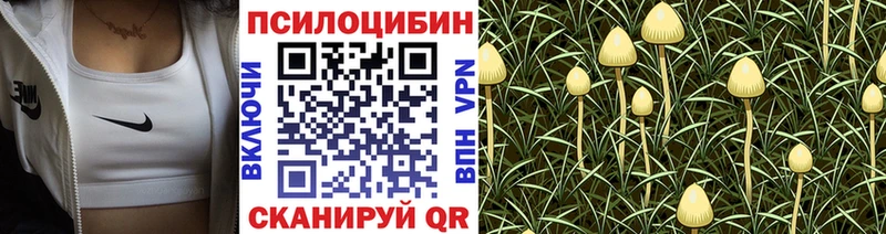 купить закладку  Владикавказ  Галлюциногенные грибы Psilocybe 
